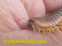 /home//u458753944/public_html/sourcegallery///////////////////////////////Insects and small critters/millipedes and centipedes/P1060960.JPG